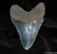 Great Megalodon Tooth With Stand #586-2
